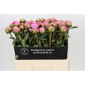 Paeonia Glory Hallelujah