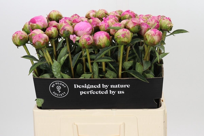 <h4>Paeonia Glory Hallelujah</h4>