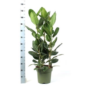 Ficus benghalensis 'Audrey'