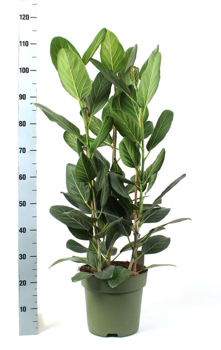 <h4>Ficus benghalensis 'Audrey'</h4>