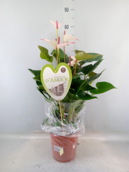 <h4>Anthurium  'Pr. Amalia Elegance'</h4>