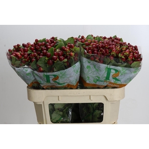 Hypericum Magical Seasons