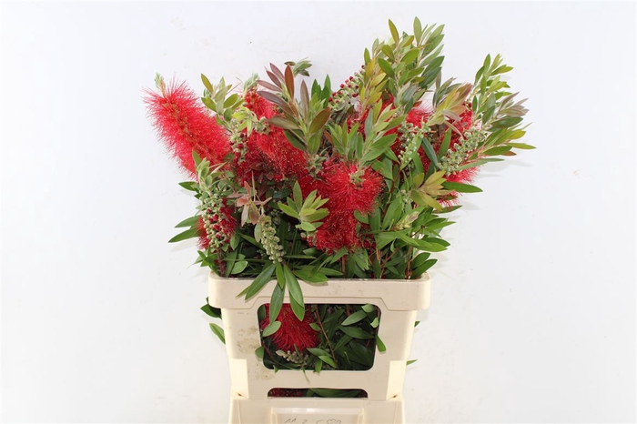 <h4>Callistemon</h4>