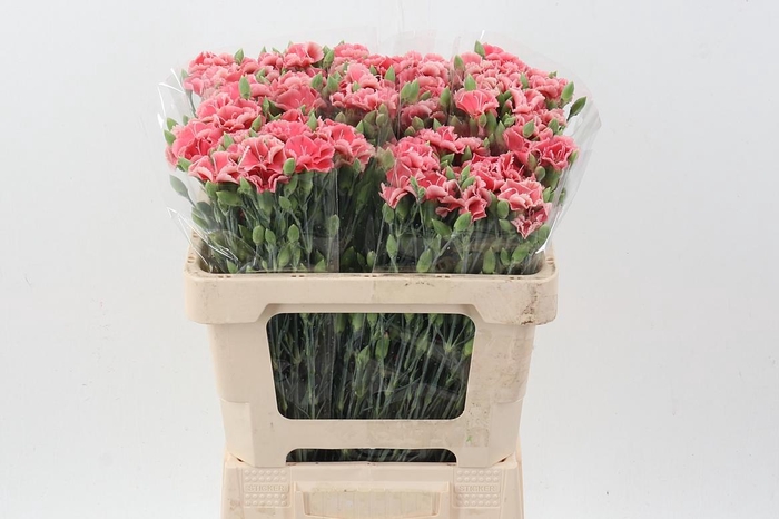 <h4>Di Symply Salmon It</h4>