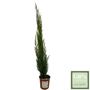 Cupressus semp. 'Totem' P19