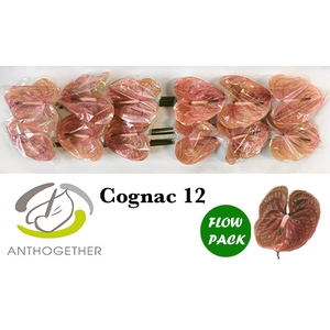 Anthurium Cognac