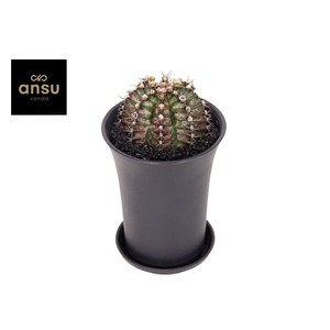 Gymno Cactus 'T-Rex' XL