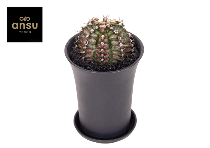 <h4>Gymno Cactus 'T-Rex' XL</h4>