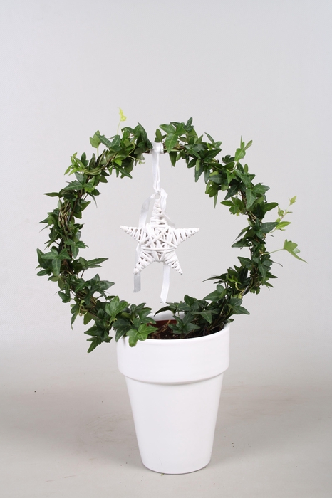 <h4>Hedera boog+ster in keramiek</h4>