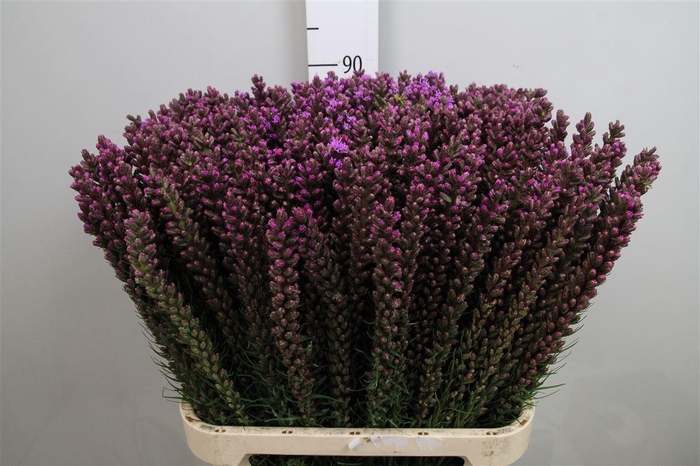 <h4>Liatris Callilepis</h4>