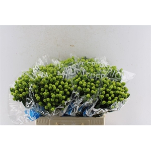 Hyp Coco Bamboo Green