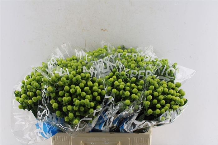 <h4>Hyp Coco Bamboo Green</h4>