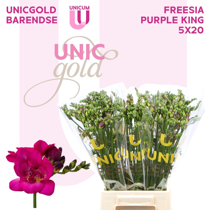 <h4>Fr Du Purple King X20 Barendse</h4>