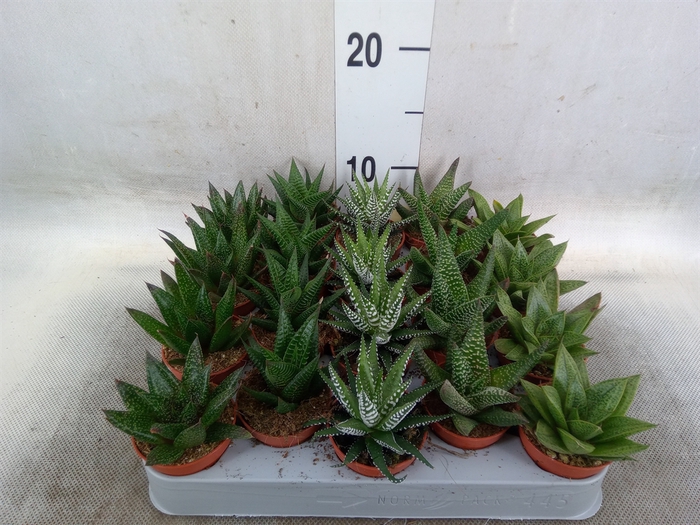 <h4>Aloe   ...mix</h4>