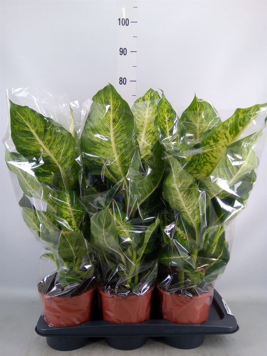 <h4>Dieffenbachia  'Mars'</h4>