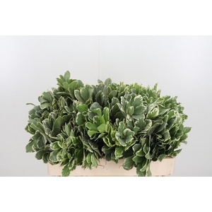 Pittosporum Ilan