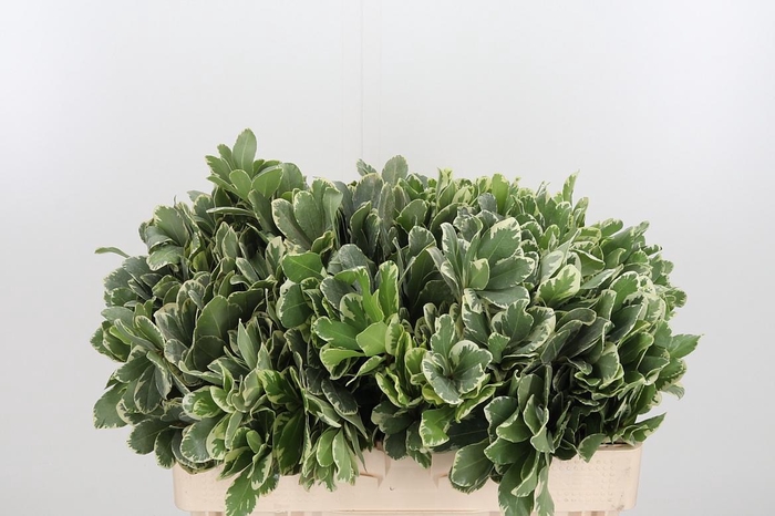 <h4>Pittosporum Ilan</h4>