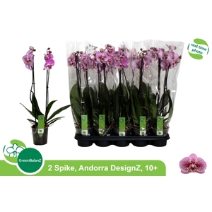 PHAL AN ANDORRA