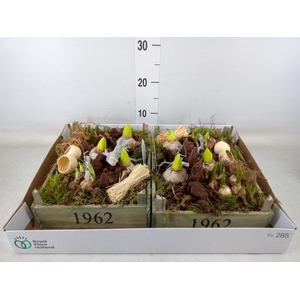 Arr.   Bol/Knolgewas L%