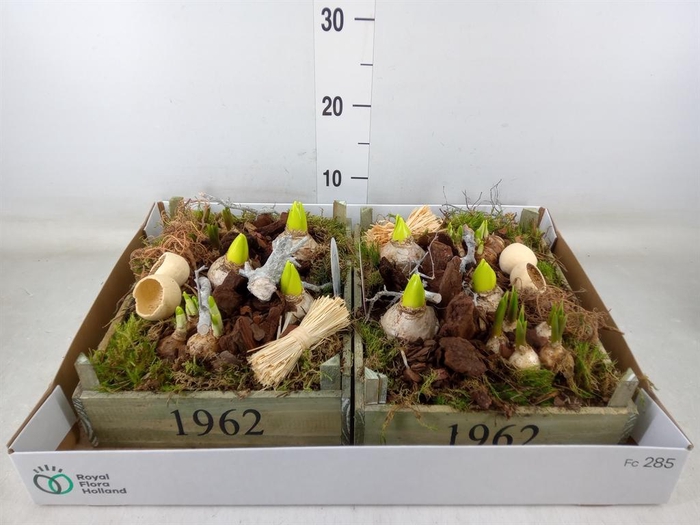 <h4>Arr. Bol/Knolgewas L%</h4>