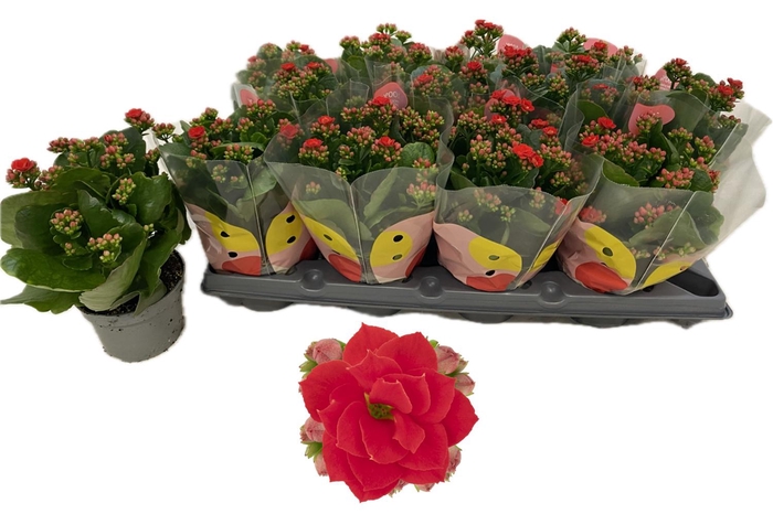 <h4>KAL GE RF NOELLE</h4>