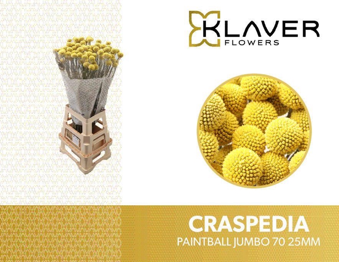 <h4>CRAS PAINTBALL JUMBO</h4>