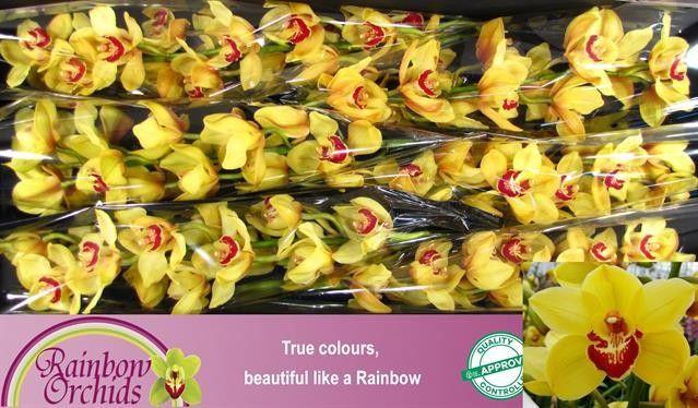 <h4>CYMB T RIJSENHOUT</h4>