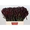 Leucadendron Saf Sunset Dark R.