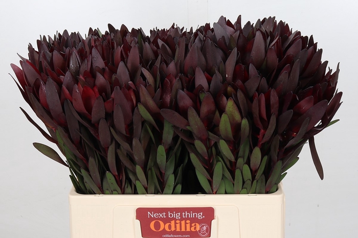 Leucadendron Saf Sunset Dark R.