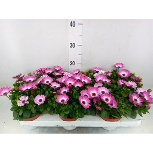Osteospermum  'CapeDaisy Soft Pink'