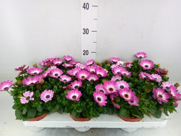 <h4>Osteospermum 'CapeDaisy Soft Pink'</h4>