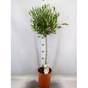 Olea europaea