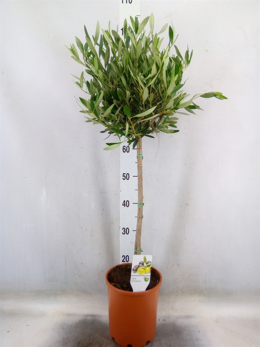 <h4>Olea europaea</h4>
