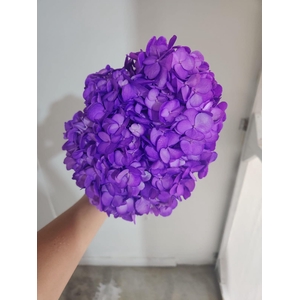 HYDR PREMIUM PURPLE (TINTED)