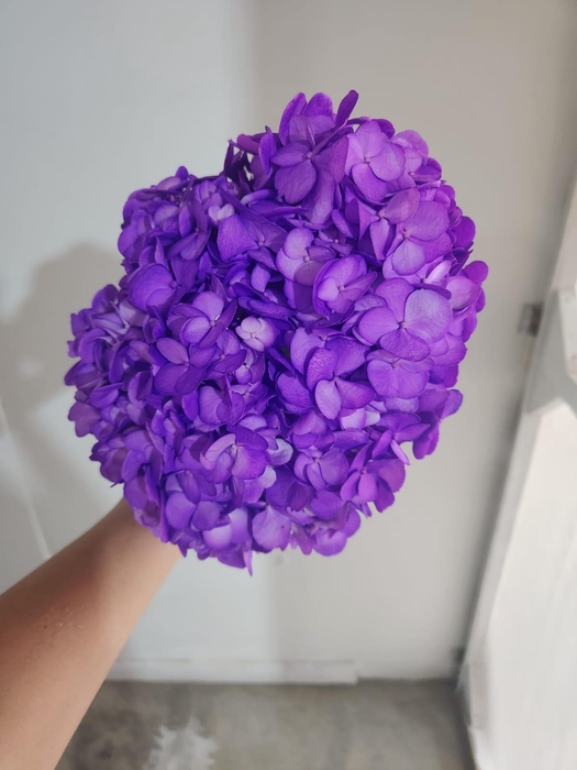 <h4>HYDR PREMIUM PURPLE (TINTED)</h4>