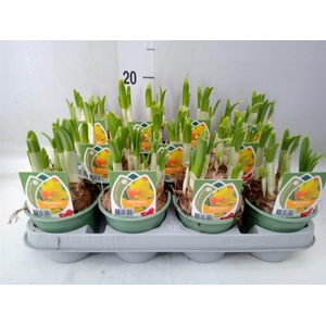 Narcissus cycl. 'Jetfire'