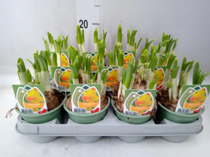 <h4>Narcissus cycl. 'Jetfire'</h4>