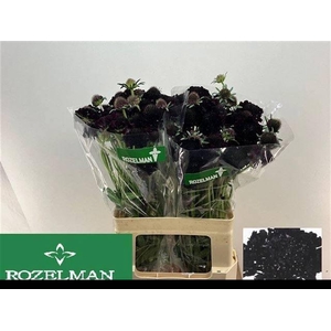 SCAB AT BLACKB SCOOP