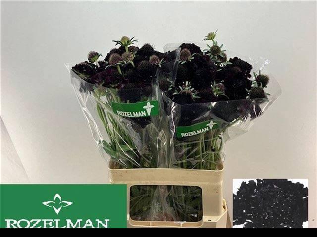 <h4>SCAB AT BLACKB SCOOP</h4>