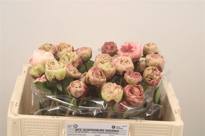 <h4>Paeo L Class Act</h4>