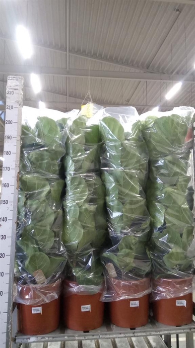 <h4>Ficus lyrata</h4>