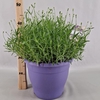 Lavandula angustifolia Essence Pur