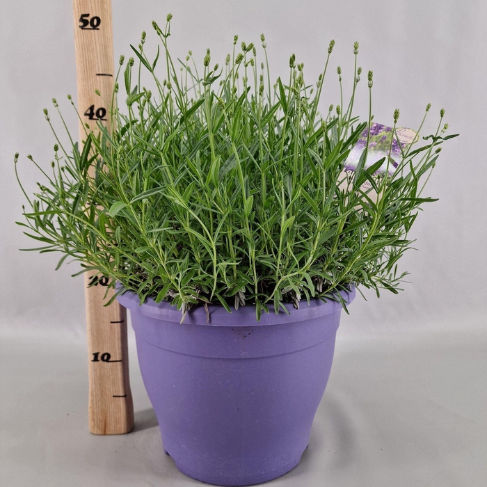 Lavandula angustifolia Essence Pur