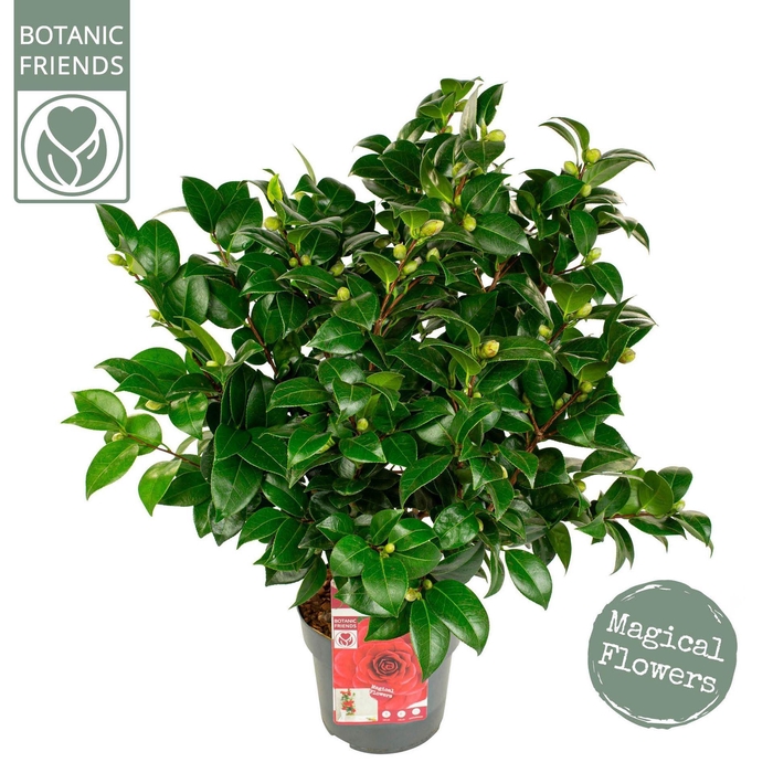 <h4>Camellia japonica</h4>