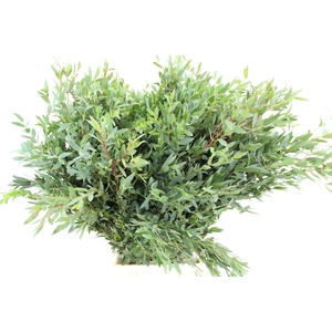EUC PARVIFOLIA