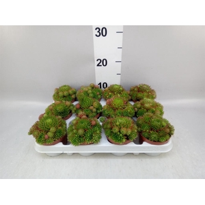 Sempervivum   ...