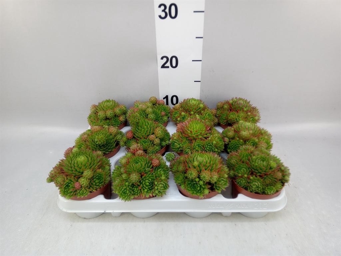 <h4>Sempervivum   ...</h4>
