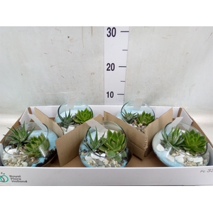 Arr.  Succulents L%