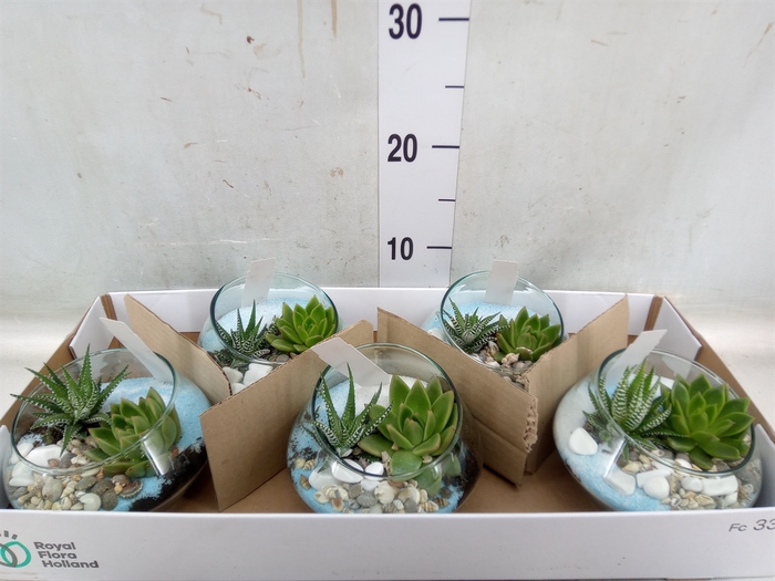 <h4>Arr.  Succulents L%</h4>