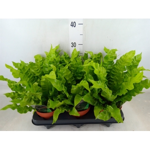 Asplenium nidus 'Crispy Wave'